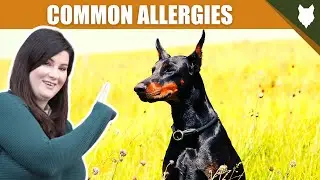 COMMON ALLERGIES FOR DOBERMAN