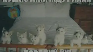 Приколы😹😸😺😺😺