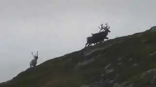 Reinsdyr og jerv: Sirdal 2014