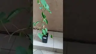 купил актинидию, мужика.