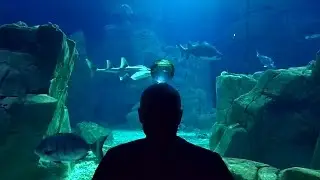 Istanbul Aquarium. Acrylic sphere. Hitriy Snark & Саша.