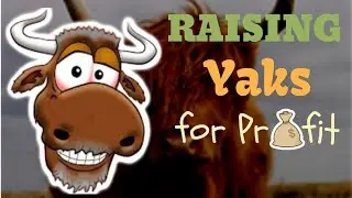 Yak Ranching For Beginners