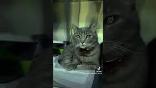 Кошачий стационар. Ветеринарная клиника ВетСервис Одесса. #ветклиникаодесса #кошачийстационар