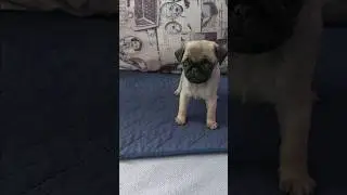 #мопсщенок Жребий Судьбы Хрустальный Лотос 🙃