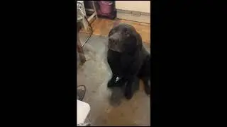 Лабрадор учится ловить мышей