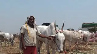 Farmer Siddappa Devanagav Selling his Khillar Bulls pair for 1.5 lakh in Aigali cattle fair