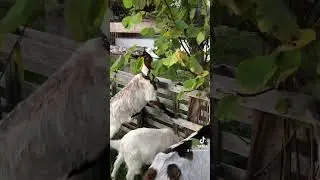 Streichelzoo Knappenberg-TikTok