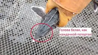 Как отобрать без УЗИ осетров в РМС? Определение пола осетров.