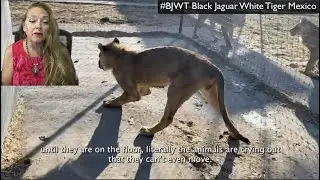 BJWT 2022