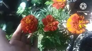 Garden view Marrygold  care 😘  কি কি  ধুইছো চাও আহক