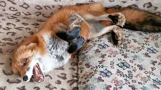 Excited Fox Getting Petted (English CC)