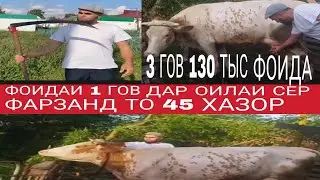 ФОИДАИ 3 ГОВИ ШИРТЕ 130 ХАЗОР. 1 ГОВ 45 ХАЗОР. БАРОИ ОИЛАХОИ СЕР ФАРЗАНД.