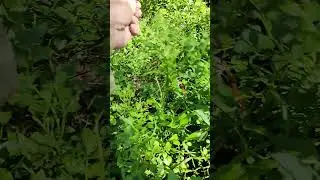 СОБИРАЕМ ЧЕРНИКУ!!!#shorts