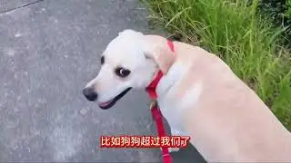 如何教会狗狗不会爆冲 #萌宠出道计划 #不养狗不知道养狗的乐趣 #宠物训练