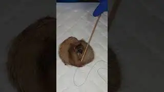 Horizontal Mattress Eyelid Tacking