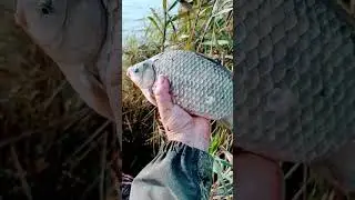 crucian carp up to the elbow 