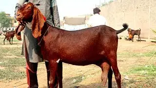 Desi Nagri Bakriyan - Amritsari Breeder And Milking Goats Shahpur Kanjra Mandi Lahore 2019