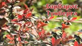 Барбарис Тунберга