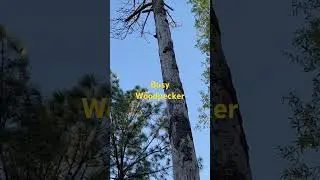 All in a day’s work for a busy woodpecker #homesteading