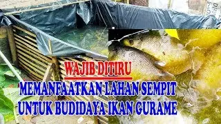 Budidaya gurame menggunakan kolam terpal