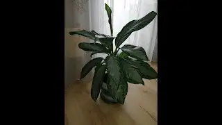 Уход за аглаонемой