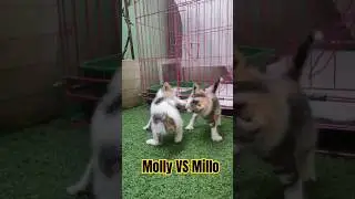 Pertandingan paling seru abad ini #anabul #kitten #kucinglucu #shorts