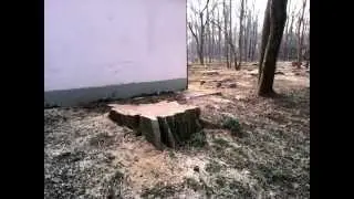 Краснодар. Затон. Вырубка деревьев
