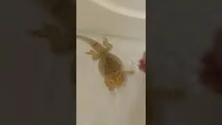 Купание бородатой агамы🌊
