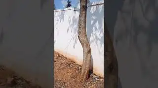 Compound Wall Video