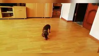 Приколы с животными, таксы,  таксы жгут