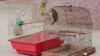 Канарейка