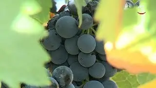 Aranda de Duero y Rueda aspiran a convertirse en la Ciudad Europea del Vino en 2020