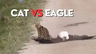 Cuando Te Metes con el GATO Equivocado - Cats vs Wild Animals!