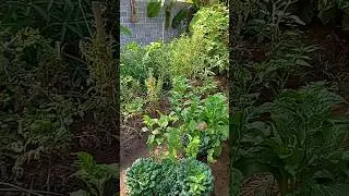 Panen yang hijau-hijau dulu #gardening #berkebun #minivlog #minigarden #asmr #slowliving #harvest