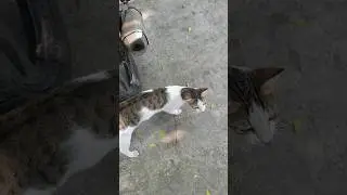 kucing liar diparkiran motor #cat #shortvideo #shorts