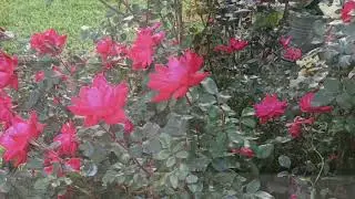 I love my yard!