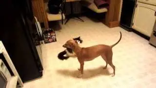 Italian Greyhound vs. Cat - kitchen edition