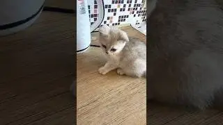 МОЙ КОТЕНОК БЕЛКА😻