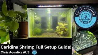 How to Setup a Caridina Shrimp Tank In depth guide