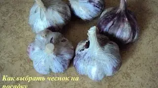 Как выбрать чеснок на посадку