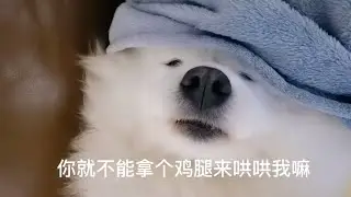 比女朋友还难哄的狗子！