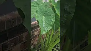 Rainy day in Oklahoma #rain #soundscape #rainy days #tropicalplants #relaxing #asmr #summerrain