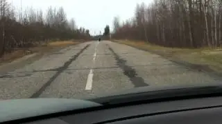 Медведь на дороге