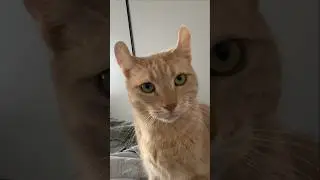 Котопёс Руни)