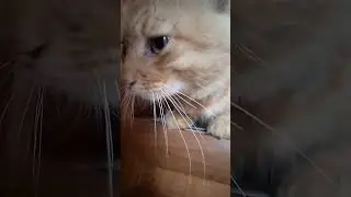 Милашка😘💓 Музыка Автора @simb
