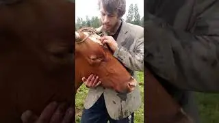 Опять Вятка с новым сюрпризом! Как зашить ногу корове.
