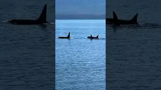 #orcas and #humpbacks near the #ships in #icystraitpoint #alaska #whales