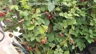 Садовая ежевика Блэк Сатин.