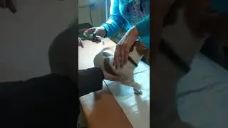 джек рассел едет на прививку
