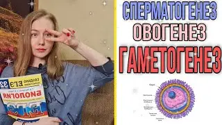 ГАМЕТОГЕНЕЗ  ЕГЭ,ЦТ,ЗНО/ОВОГЕНЕЗ/СПЕРМАТОГЕНЕЗ/РЕШАЕМ ЗАДАНИЯ ЕГЭ